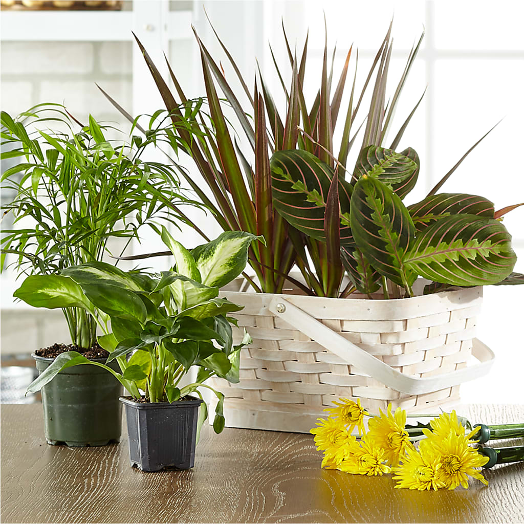 Florist Designed Blooming and Green Plants in a Basket – Aux 1000 Fleurs, Saint-hyacinthe PQ