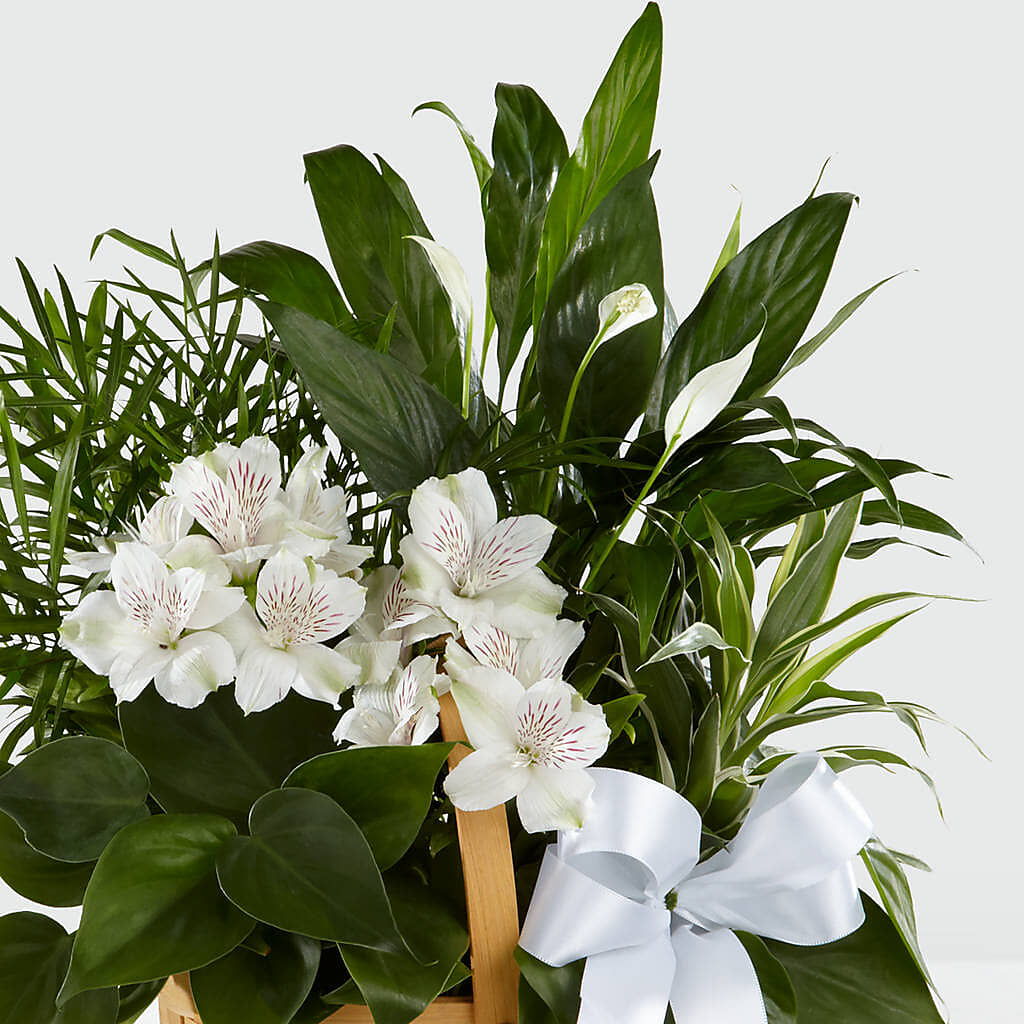 Peace & Serenity Dishgarden – Aux 1000 Fleurs, Saint-hyacinthe PQ