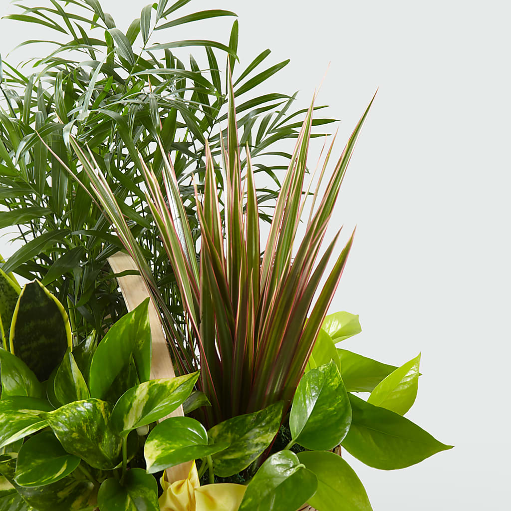 French Garden – Aux 1000 Fleurs, Saint-hyacinthe PQ