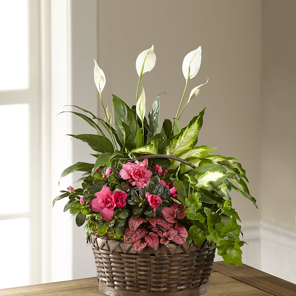 Dream in Pink Dishgarden – Aux 1000 Fleurs, Saint-hyacinthe PQ