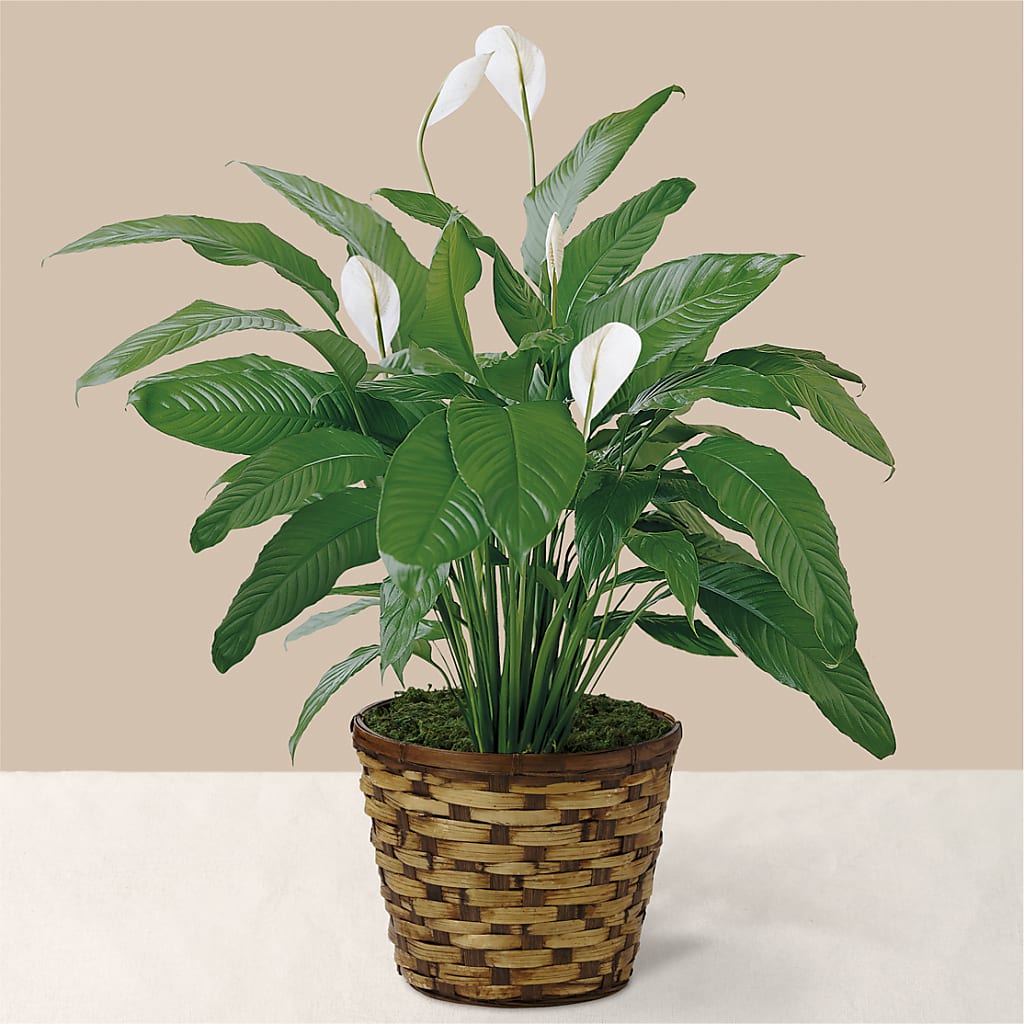 Tranquil Moments Peace Lily Plant – Aux 1000 Fleurs, Saint-hyacinthe PQ
