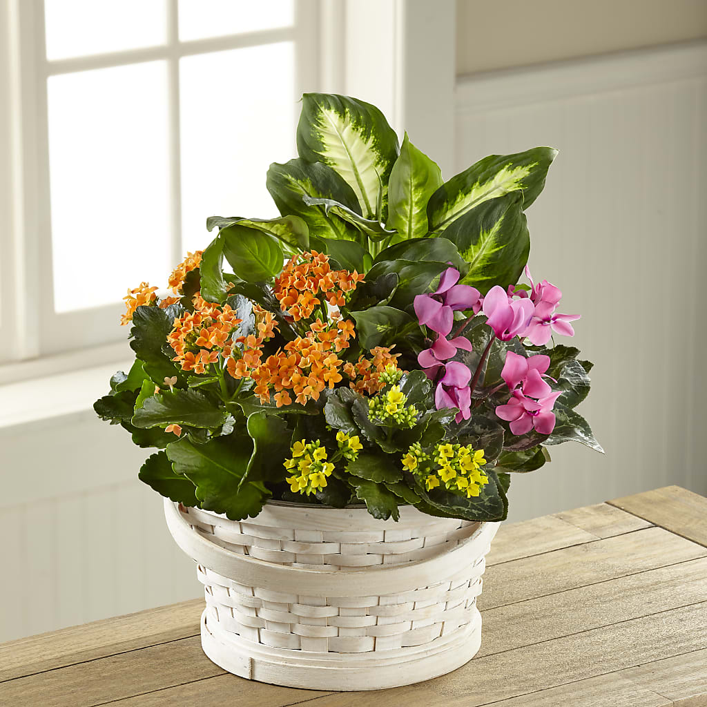 Color Crush Dishgarden – Aux 1000 Fleurs, Saint-hyacinthe PQ