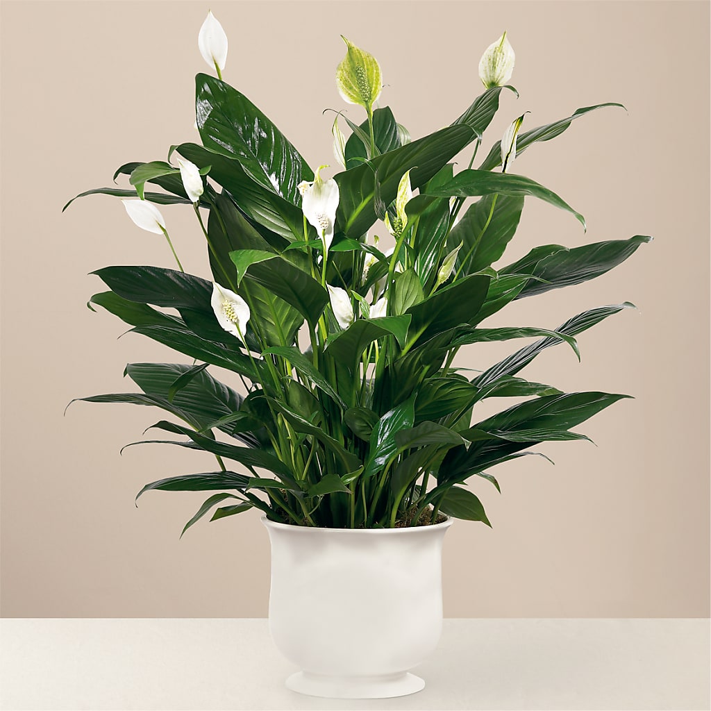 Comfort Planter – Aux 1000 Fleurs, Saint-hyacinthe PQ