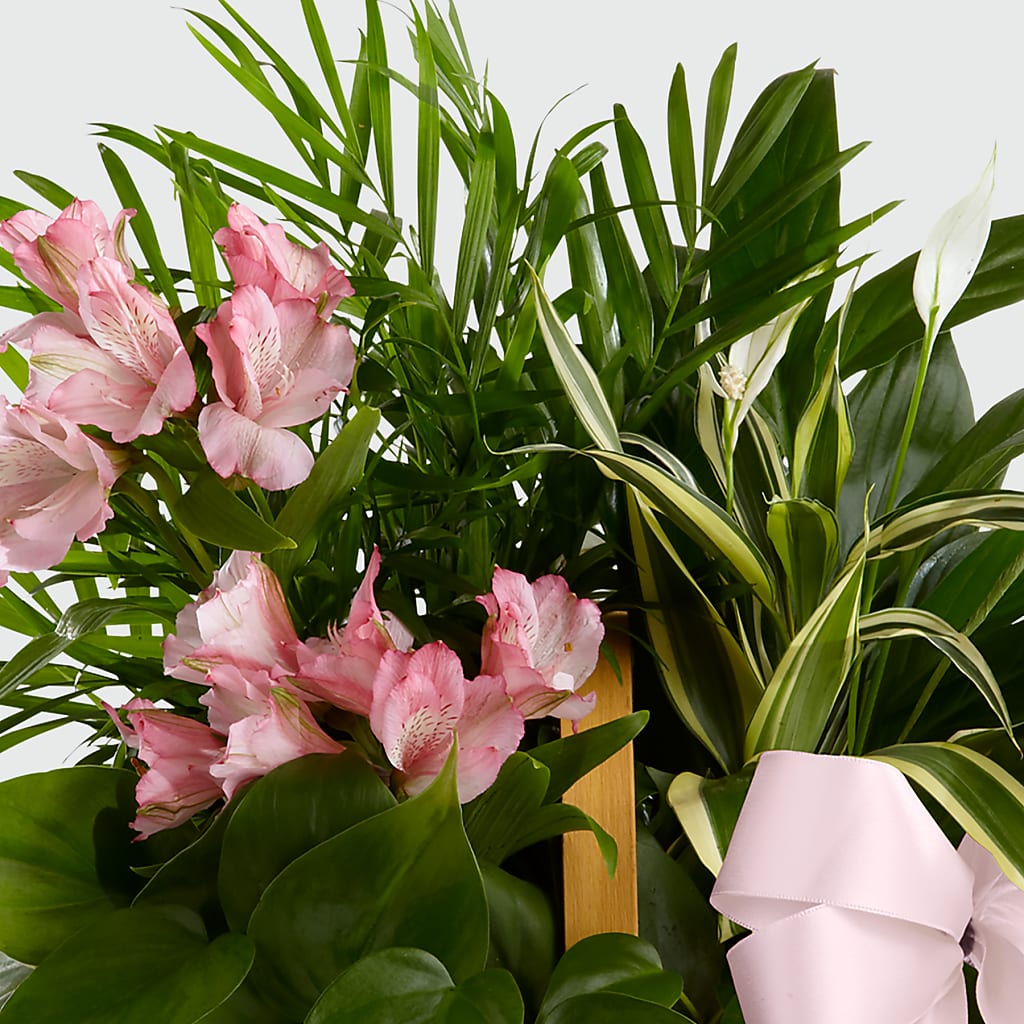 Living Spirit Dishgarden – Aux 1000 Fleurs, Saint-hyacinthe PQ