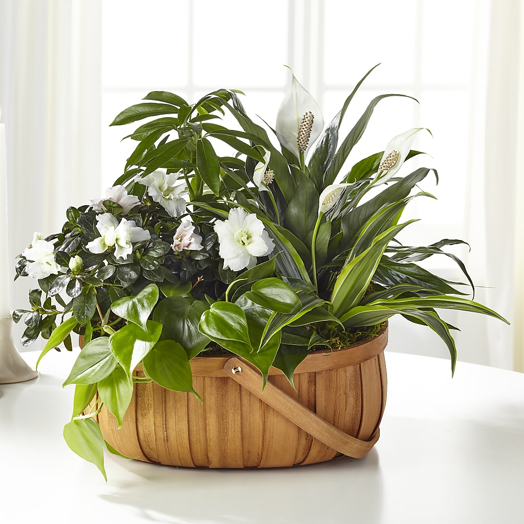 Serene Dishgarden – Aux 1000 Fleurs, Saint-hyacinthe PQ