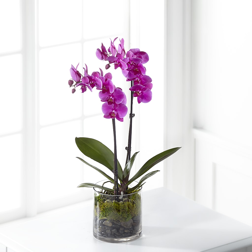 Pink Orchid Plant – Aux 1000 Fleurs, Saint-hyacinthe PQ