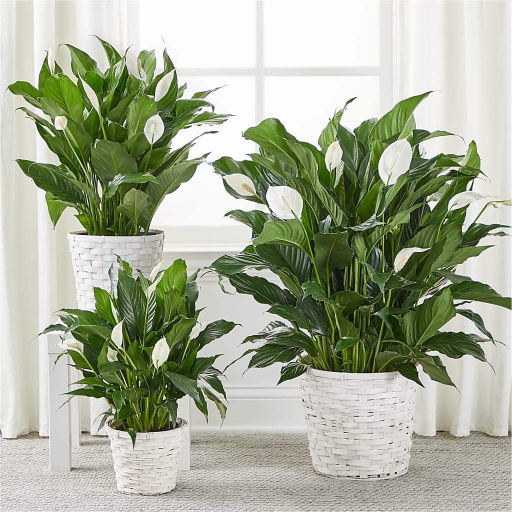 A New Leaf Peace Lily – Aux 1000 Fleurs, Saint-hyacinthe PQ