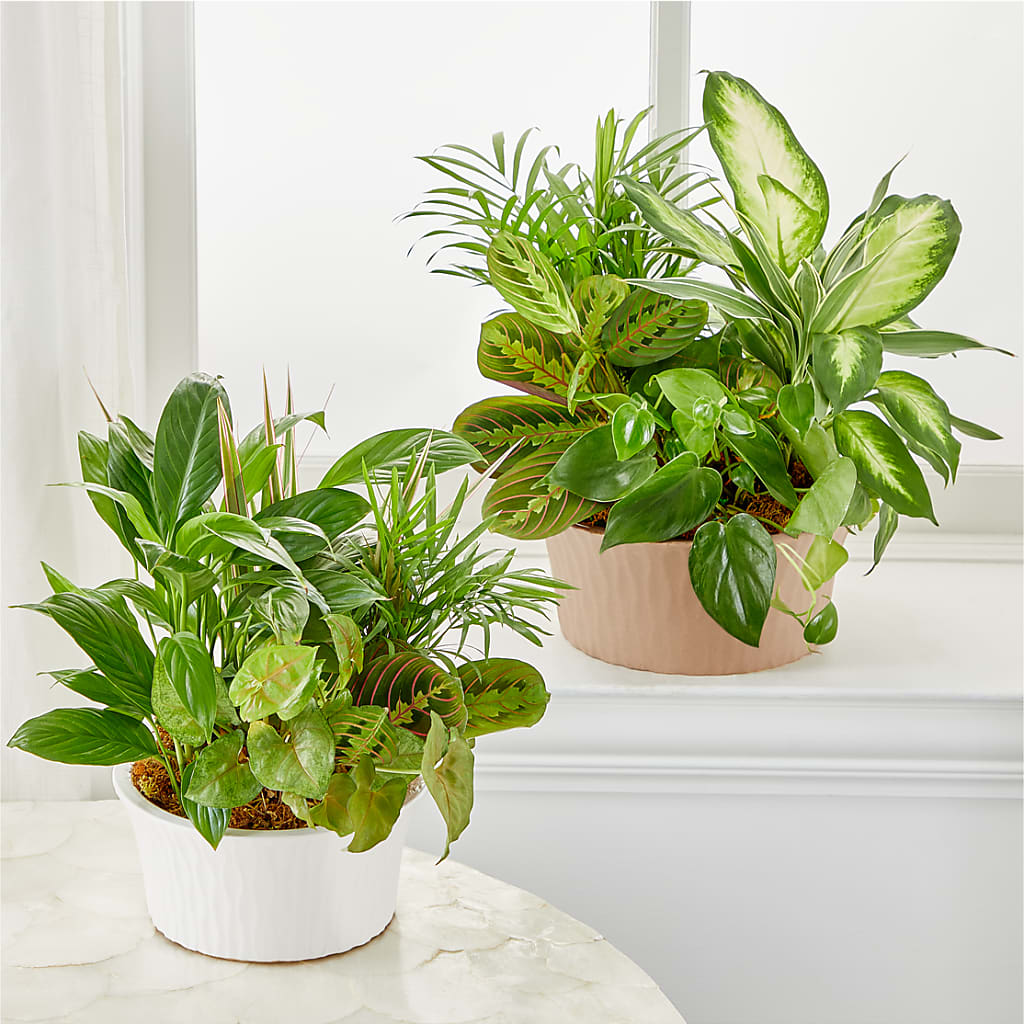 Balance & Harmony Dishgarden – Aux 1000 Fleurs, Saint-hyacinthe PQ
