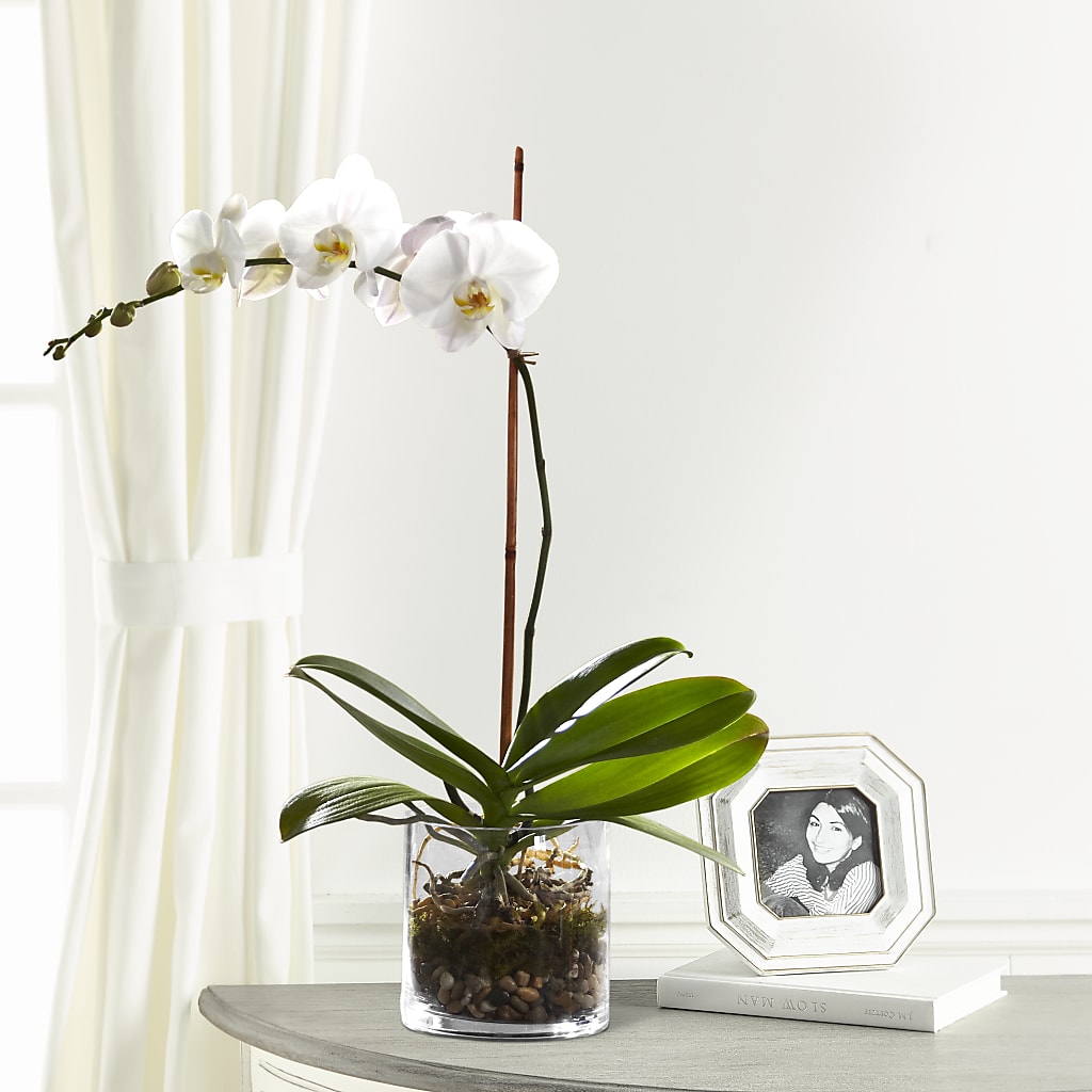 White Orchid Planter – Aux 1000 Fleurs, Saint-hyacinthe PQ