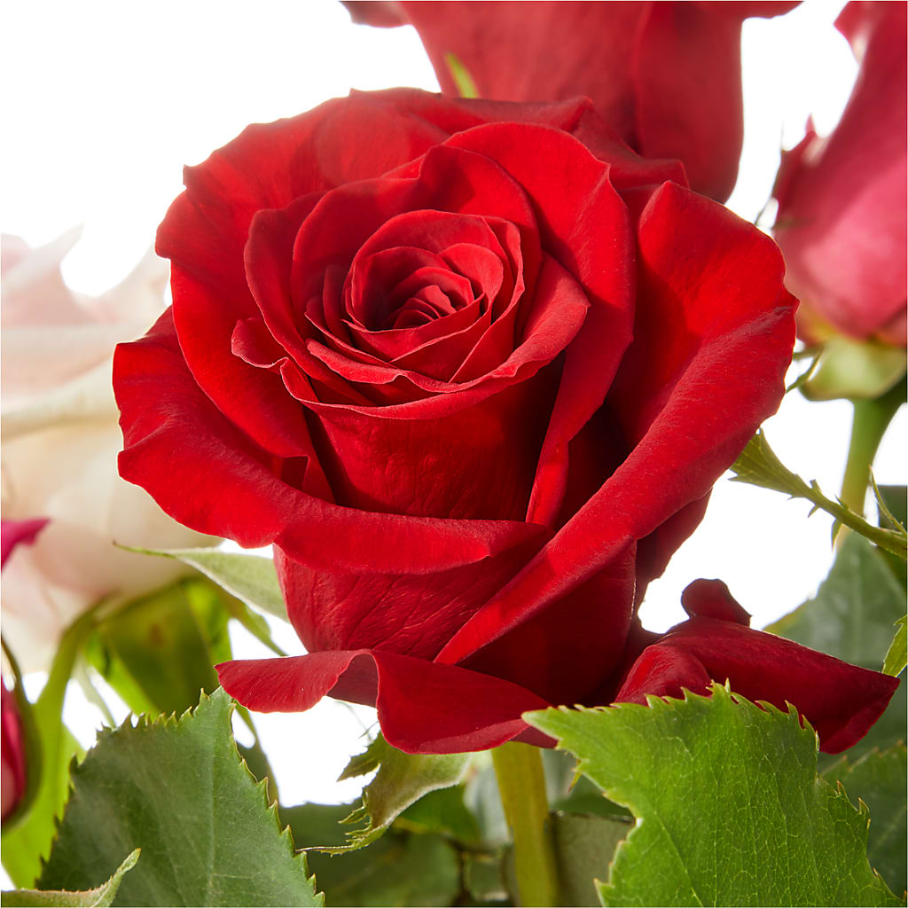 Love Notes Rose Bouquet – Aux 1000 Fleurs, Saint-hyacinthe PQ
