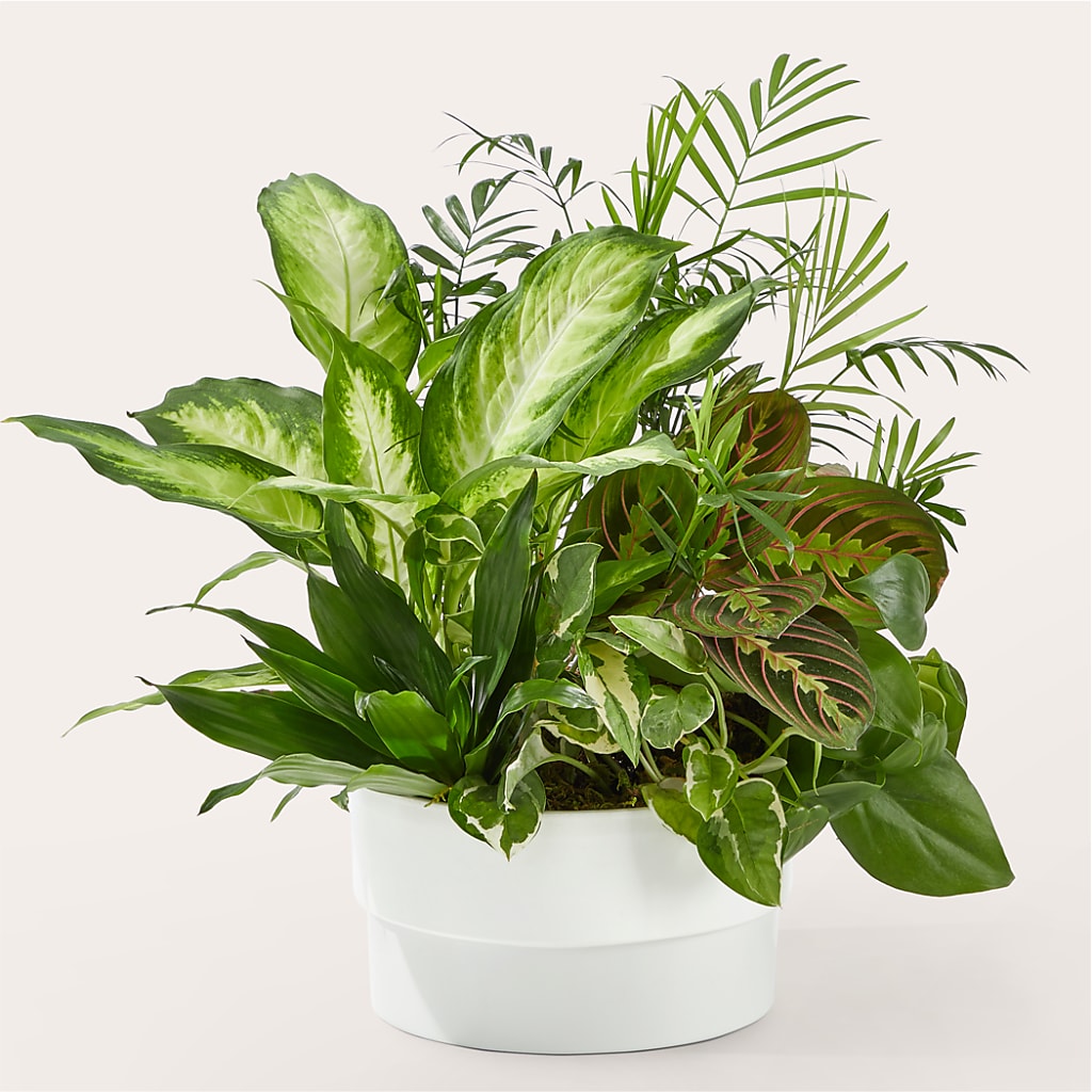 Radiating Positivity Dishgarden – Aux 1000 Fleurs, Saint-hyacinthe PQ