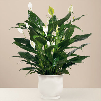Comfort Planter –  Aux 1000 Fleurs, Saint-hyacinthe PQ
