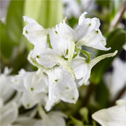 Classic Ivory – A Florist Original –  Aux 1000 Fleurs, Saint-hyacinthe PQ
